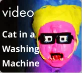 video Cat in a Washing  Machine